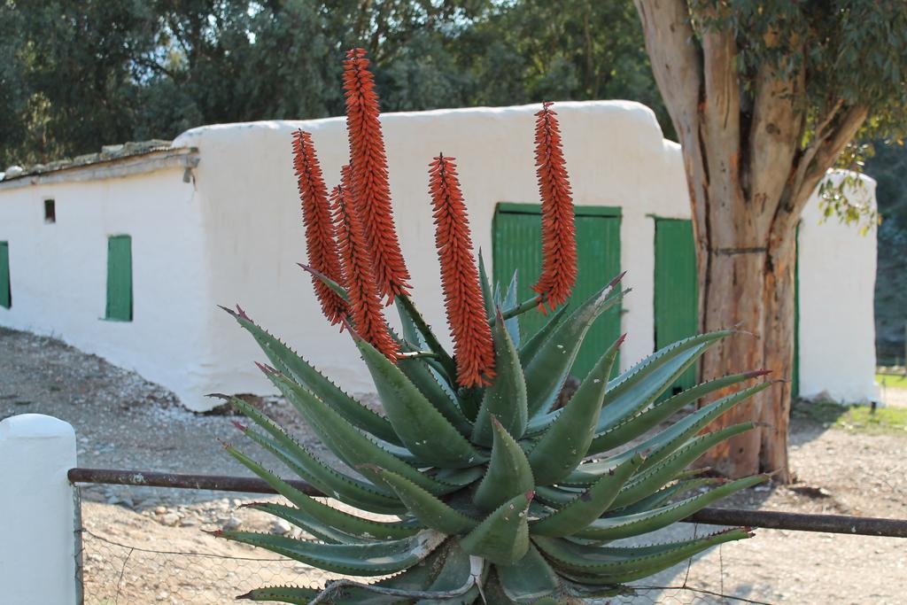 Villa Matjiesvlei Guestfarm Calitzdorp Exterior foto